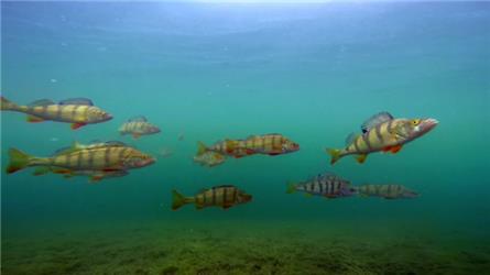 EO start 6-delige natuurserie Wildernis onder water
