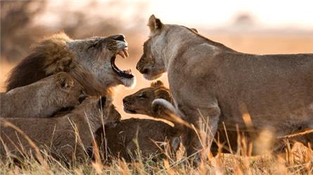 Januari is 'Big Cat Month' bij themazender Nat Geo Wild