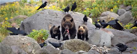 Laatste deel van BBC-serie Wild Japan woensdag op NPO 1