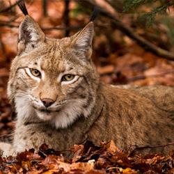 Nieuwe natuurserie Wild France bij EO op NPO 1