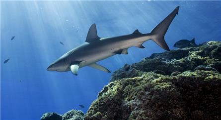 Haaien nemen National Geographic over tijdens Shark Night