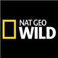 Katachtigen nemen Nat Geo Wild over tijdens ‘Big Cat Month’