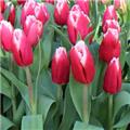 MAX zendt registratie Keukenhof Concert uit