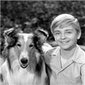 Uit het media archief: het kleine herdershondje Lassie