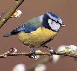 Vogelgeluiden terug via DAB in Engeland