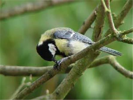 Vogelgeluiden vervangen ‘Oneword’ radio via DAB in Engeland