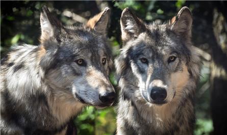 Omroep Gelderland maakt programma's over wolven op Veluwe